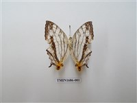 藏品(網絲蛺蝶)的圖片